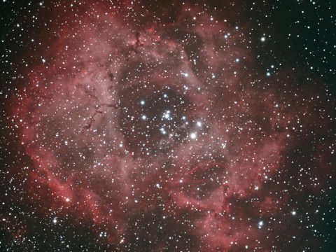 Rosette